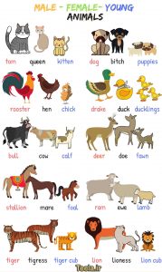 Male-female-young-animals-Vocabulary