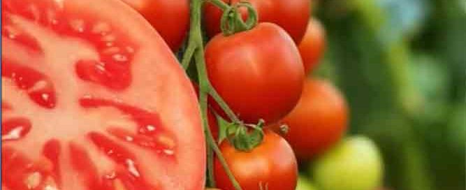 Vegetables