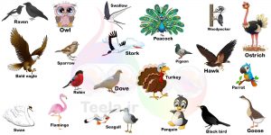 birds