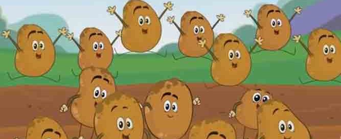 potato