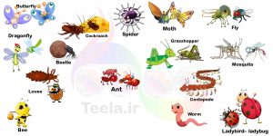 Insects
